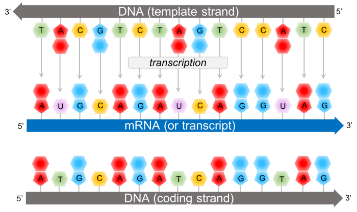 Worksheet on dna and rna