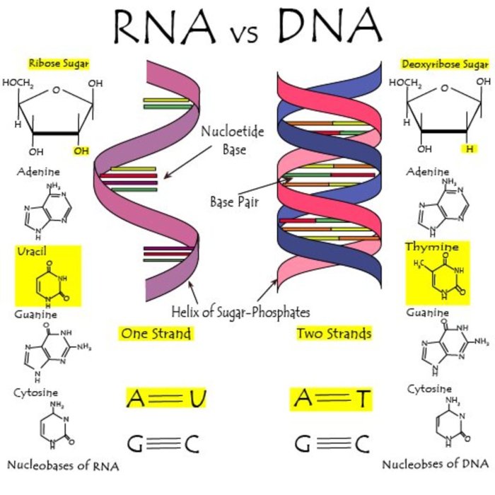 Worksheet on dna and rna