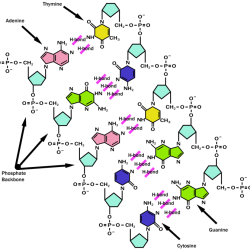 Worksheet on dna and rna