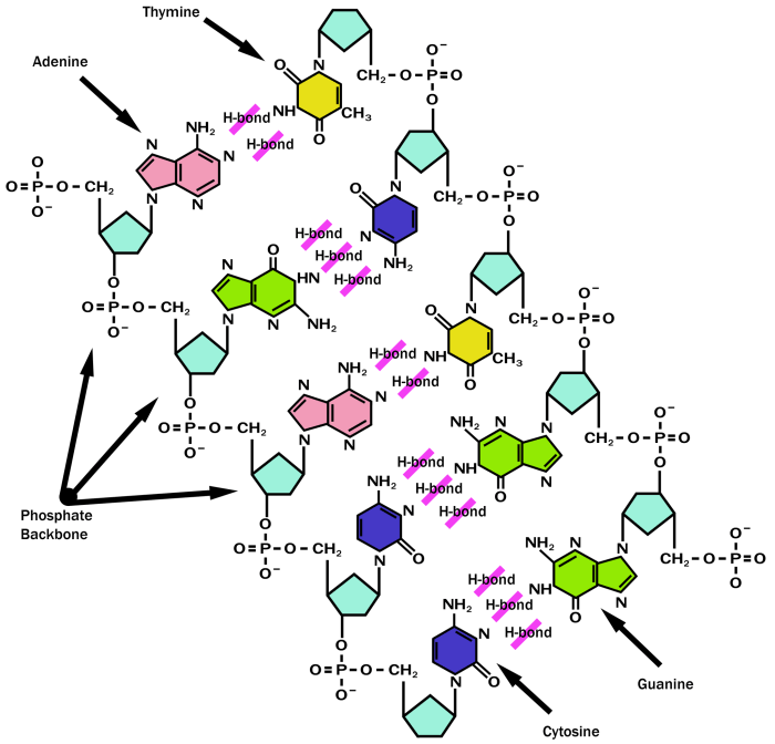 Worksheet on dna and rna