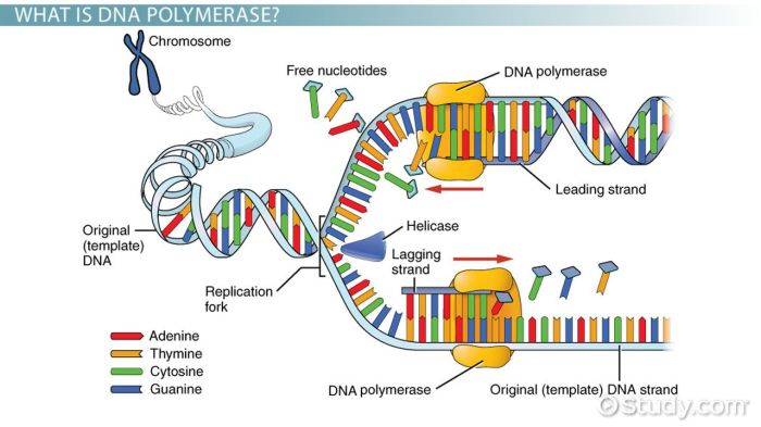 Worksheet on dna and rna