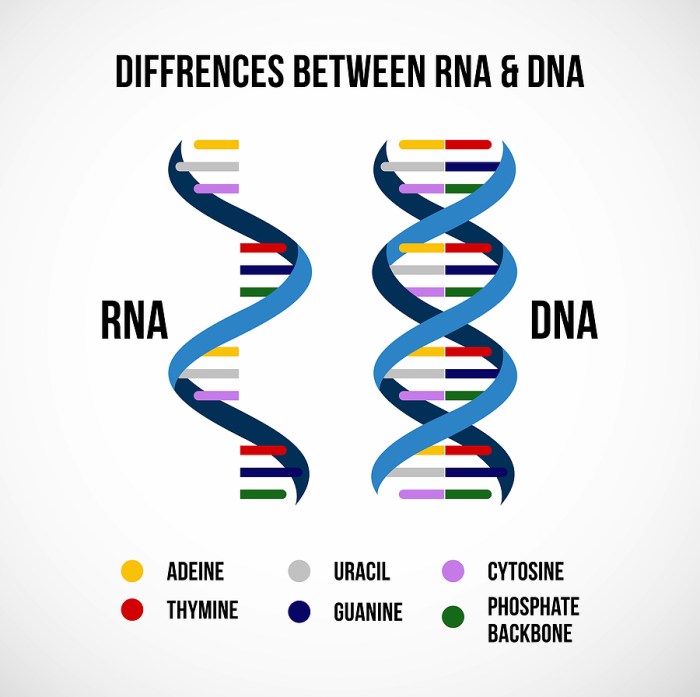 Worksheet on dna and rna