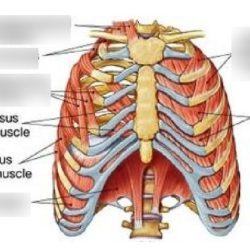 Pectoral subscapularis innervation pectoralis attachement humerus deltoid biceps limb fossa brachii brachioradialis subscapular