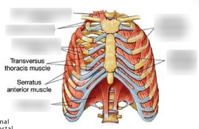 Pectoral subscapularis innervation pectoralis attachement humerus deltoid biceps limb fossa brachii brachioradialis subscapular