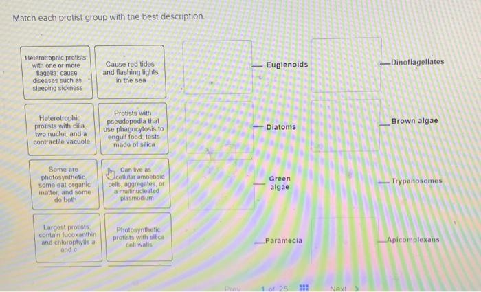 Match each protist group with the best description