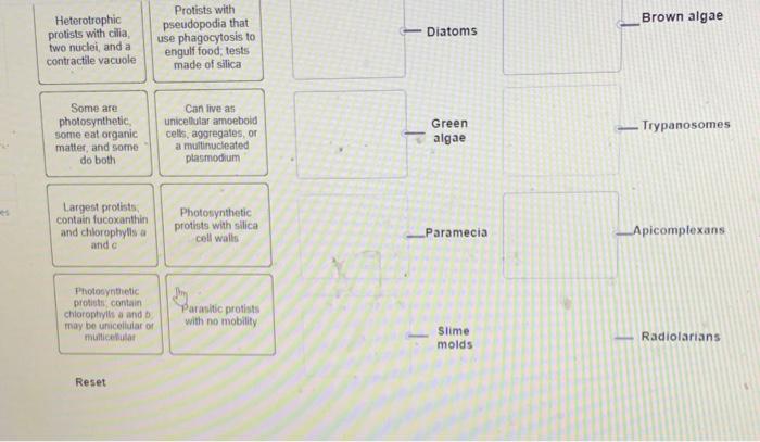 Match each protist group with the best description