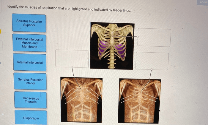 Identify the highlighted muscles of respiration.