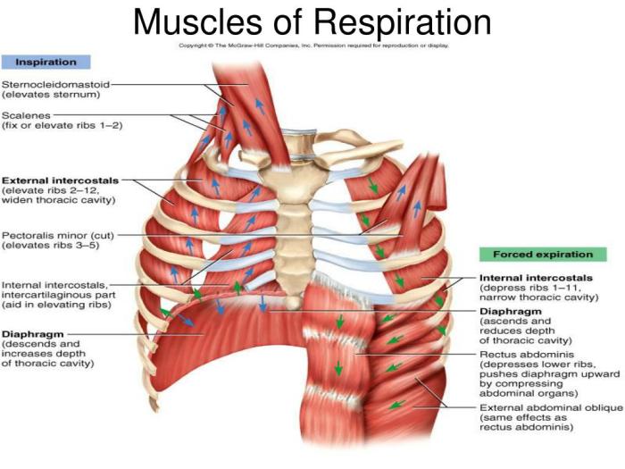 Identify the highlighted muscles of respiration.